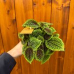 Pilea (Pilea mollis) ´MOON VALLEY´ - Ø 15 cm, kont. C1L